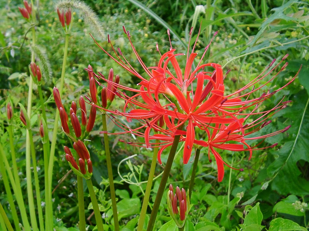 農道脇の彼岸花がボツボツ開花で！