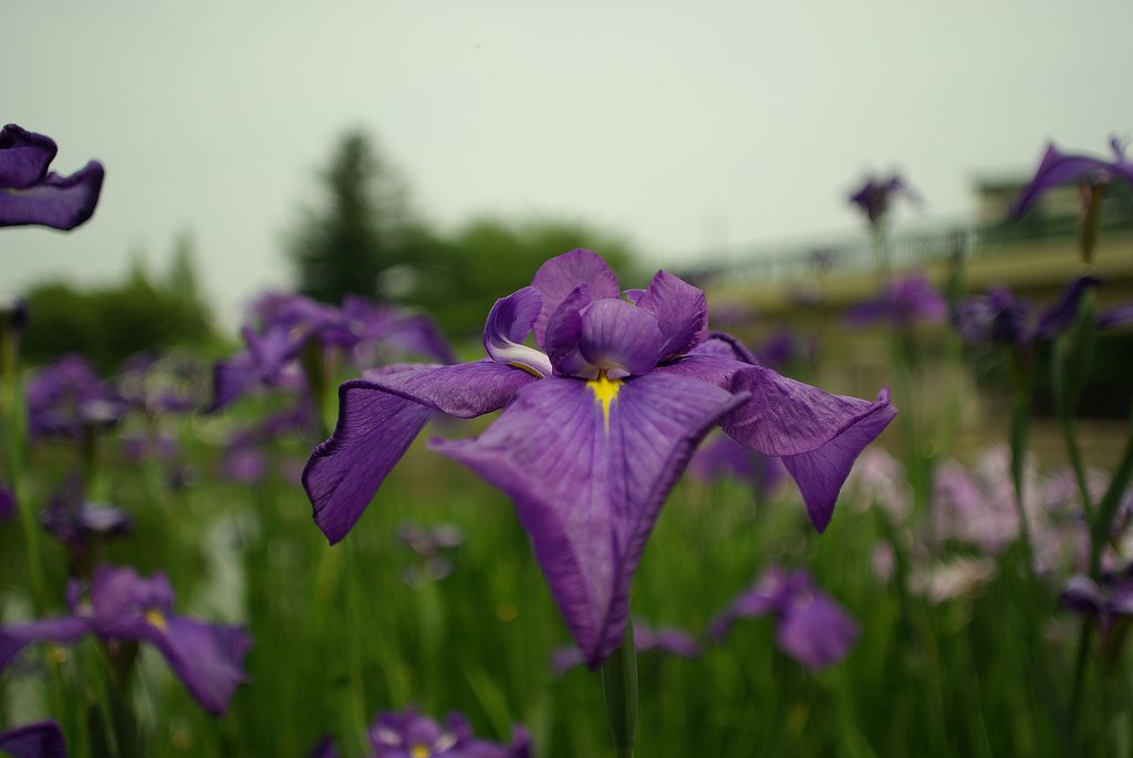 smc PENTAX 24mm F2.8