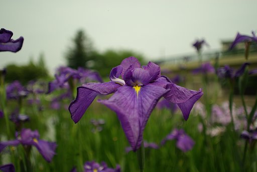 smc PENTAX 24mm F2.8