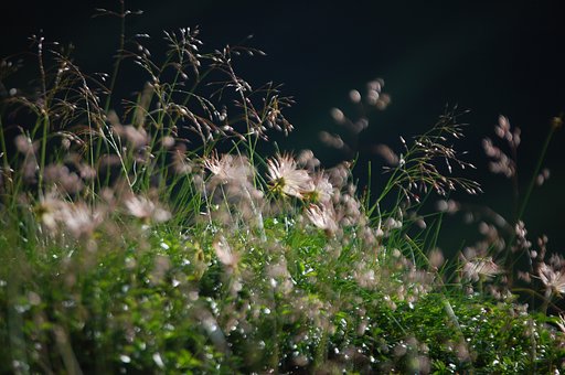 朝日に輝くチングルマ