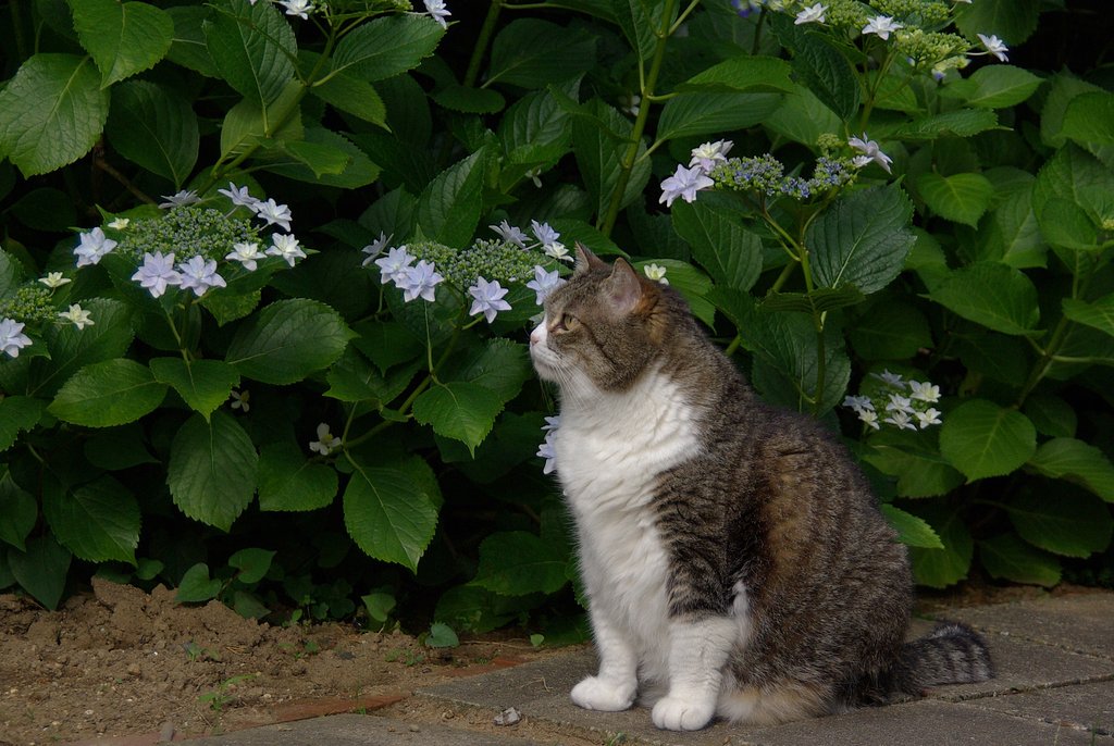 ネコだってお花見するのよ