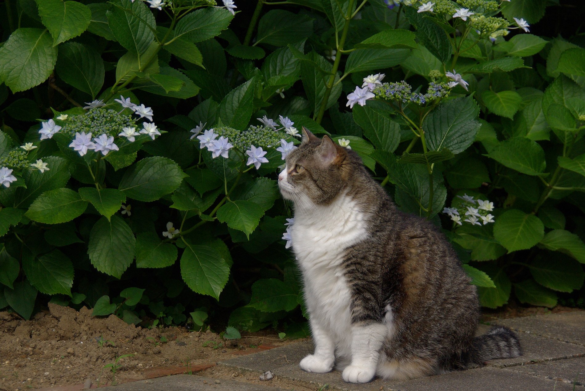ネコだってお花見するのよ