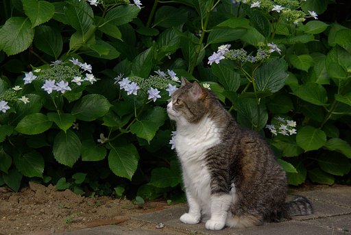 ネコだってお花見するのよ