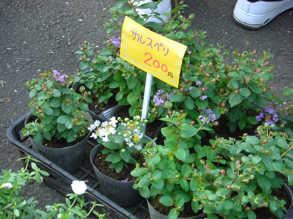 鉢植えのサルスベリ