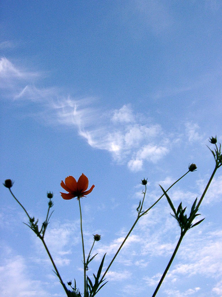 ◆秋の夕暮れ-８