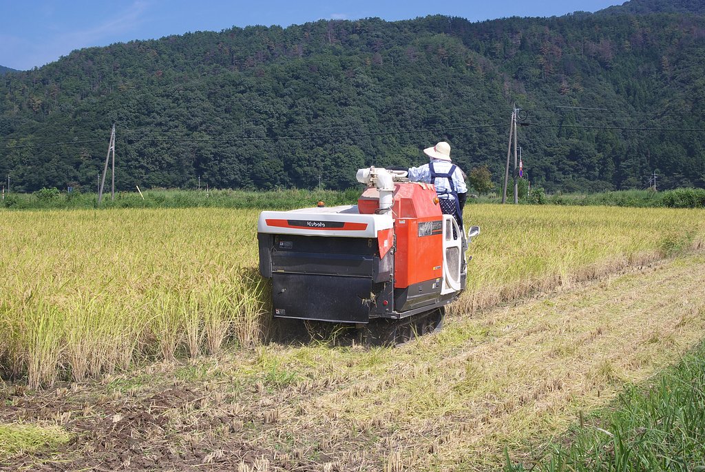 コシヒカリの稲刈りをして頂きました。