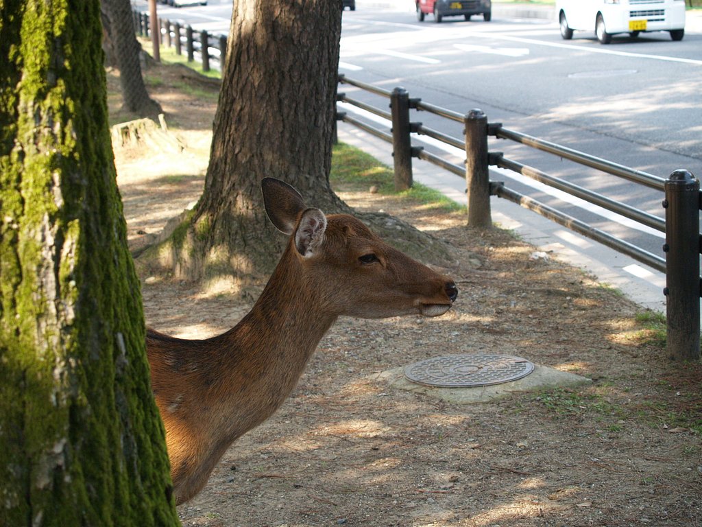 鹿男あおによし