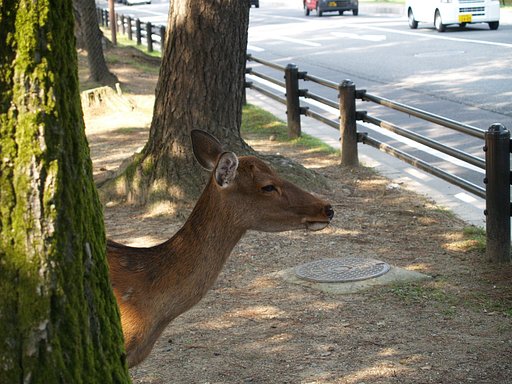 鹿男あおによし