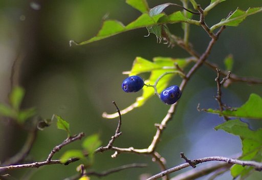 【秋影】　梢の瑠璃
