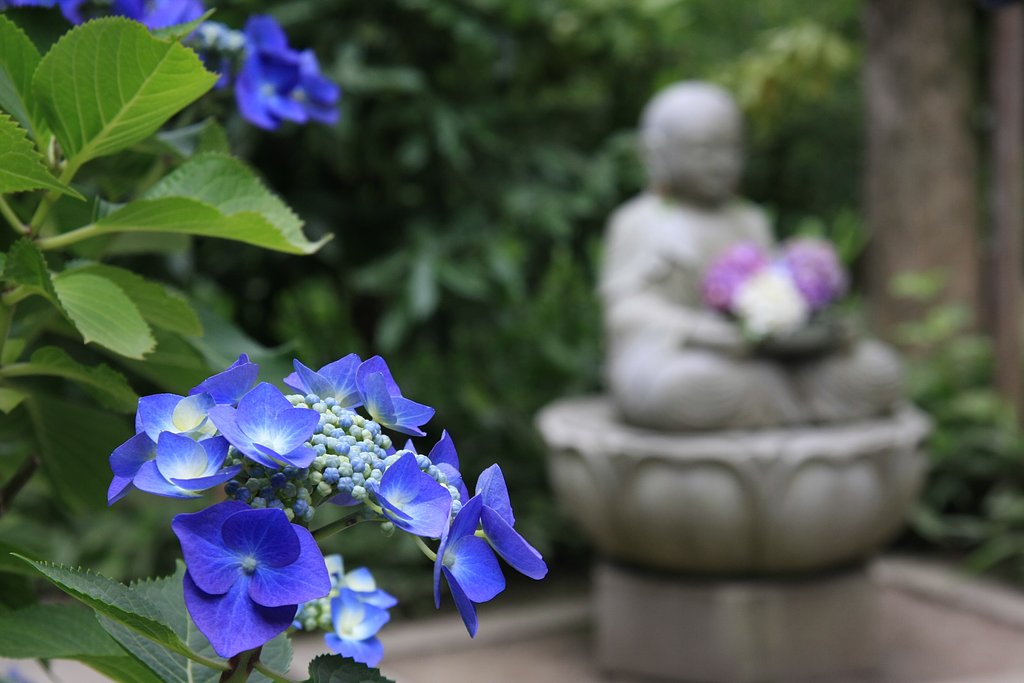 青色の紫陽花