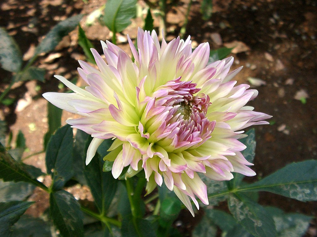 ★初秋の花々-５ ダリア⑤