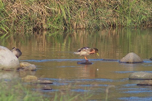 亜種マガモさん？、又、頭カイカイしている！