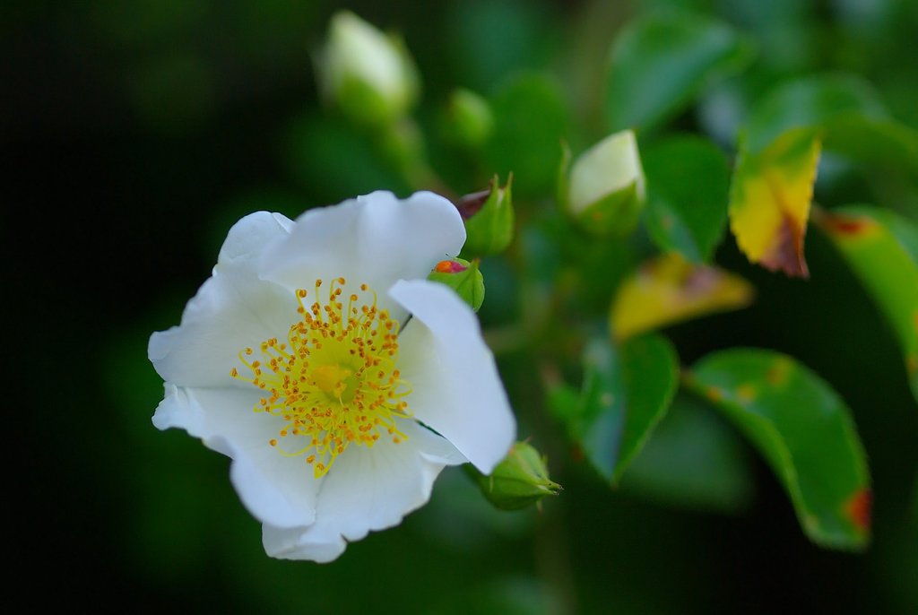 控えめな白い薔薇