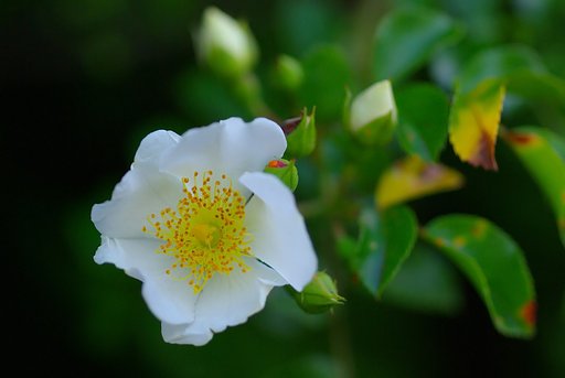 控えめな白い薔薇