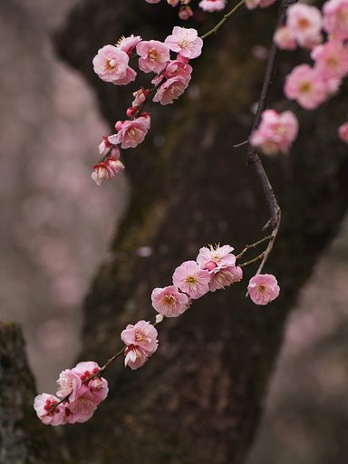見驚という名の梅