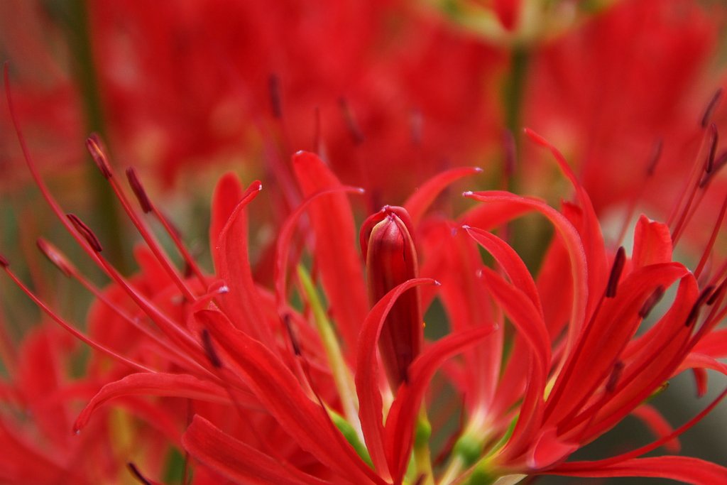 燃える紅