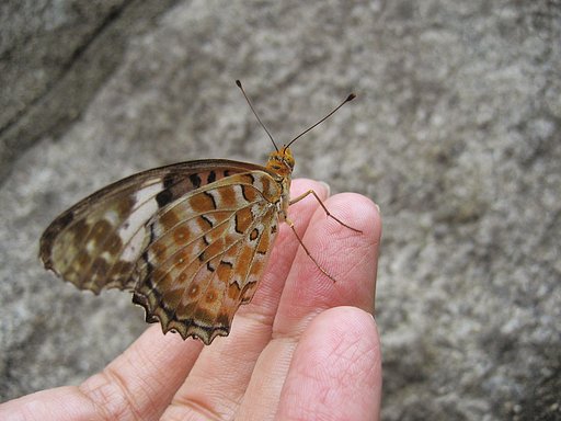今朝の蝶