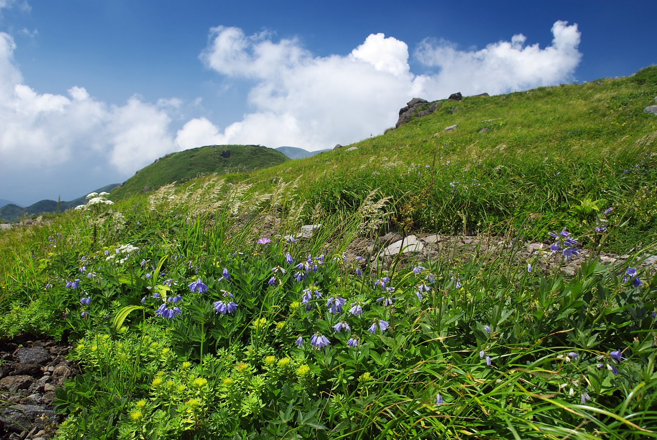 夏の高原
