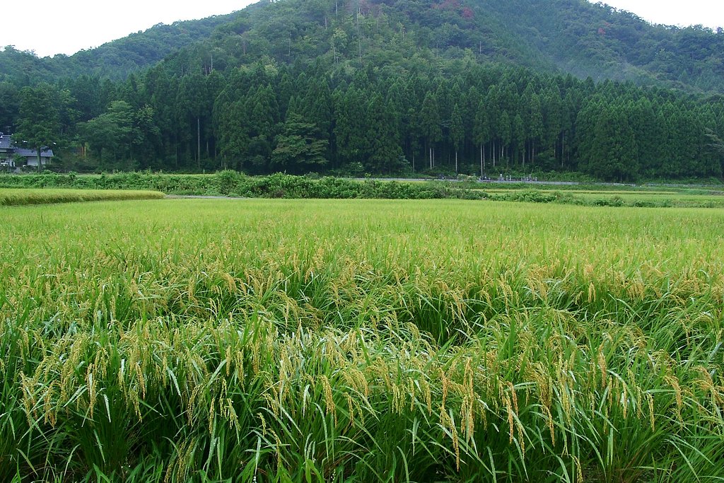 柳井手の田んぼのコシヒカリ