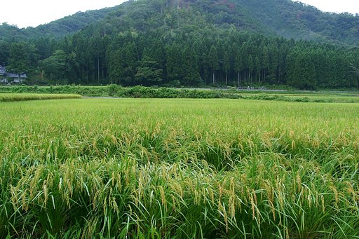 柳井手の田んぼのコシヒカリ