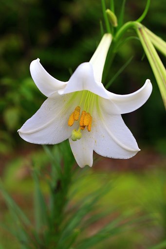 白い花　「高砂百合」