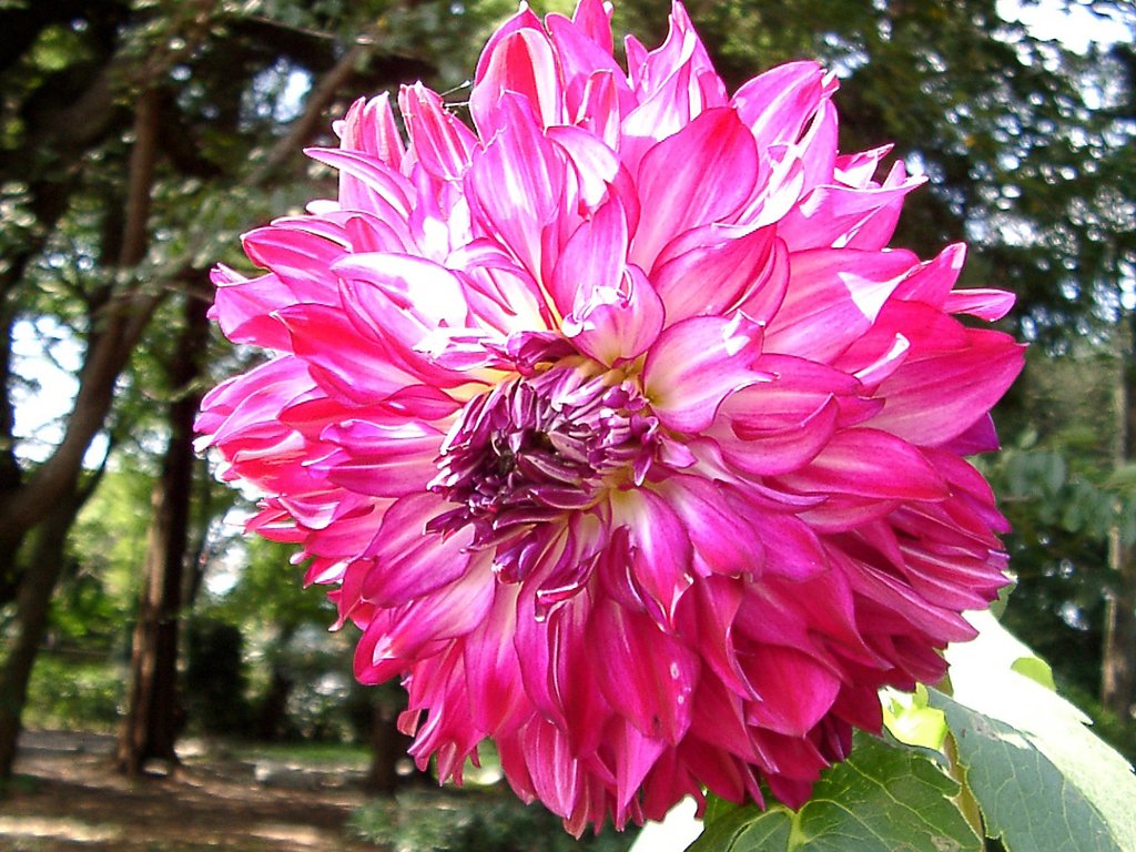 ★初秋の花々-４ ダリア④