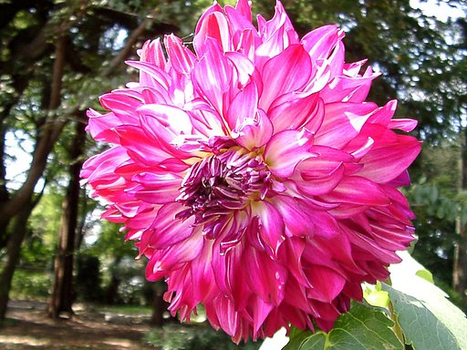 ★初秋の花々-４ ダリア④