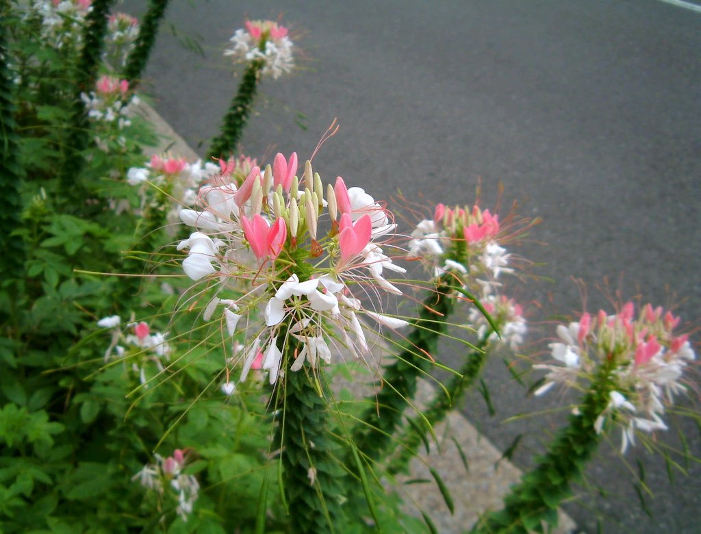 風蝶草