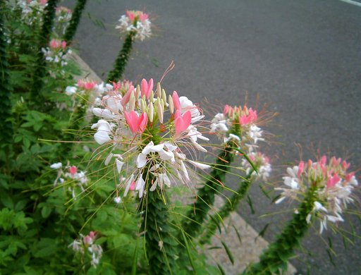 風蝶草