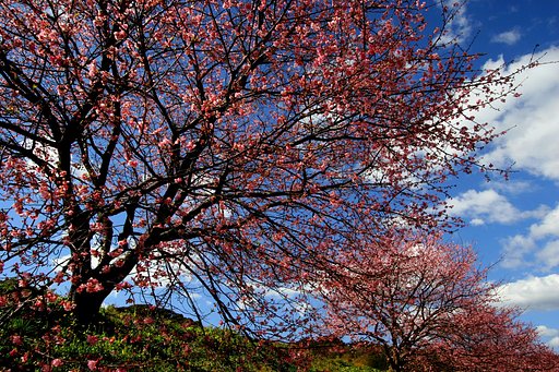 みなみの桜