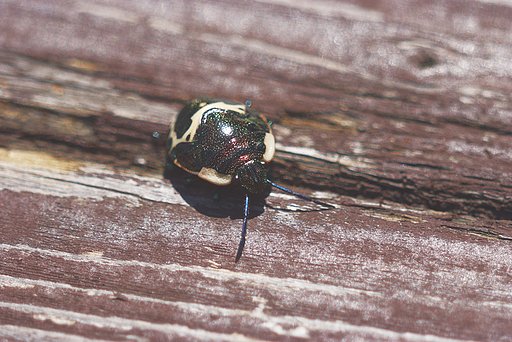 アカスジキンカメムシの５齢幼虫