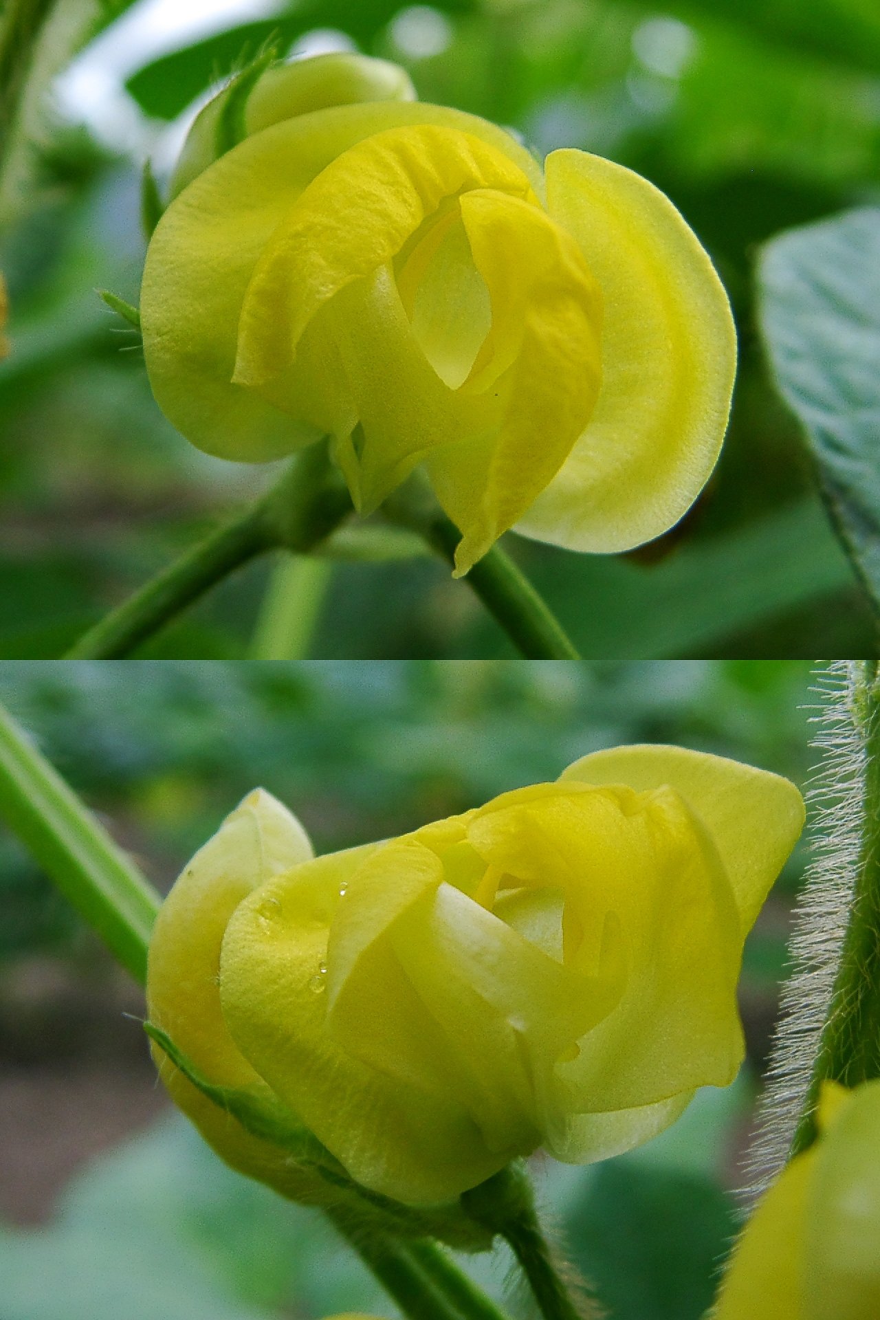 アズキの花２題撮りなおし