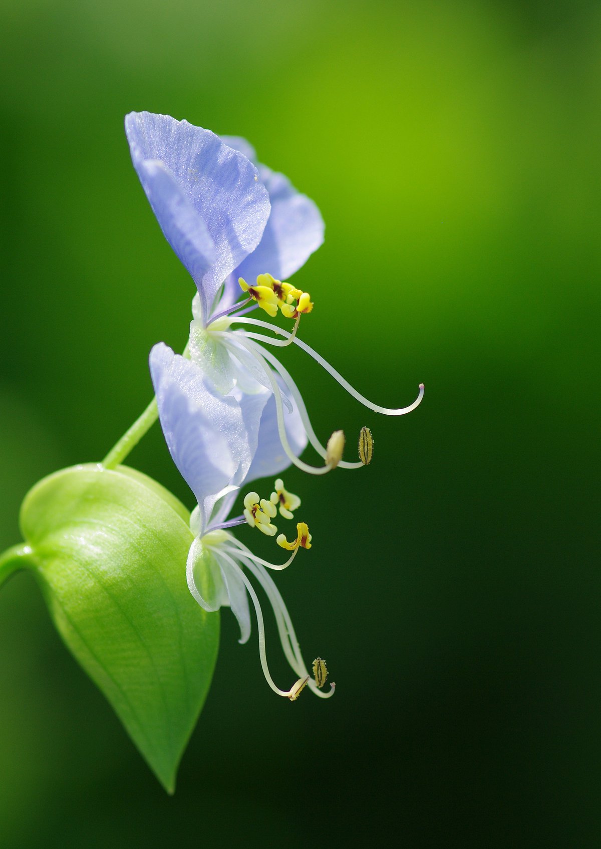 こんな花色も