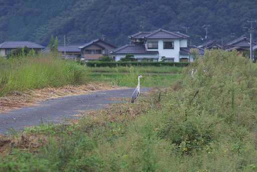 蒼サギ：デジイチにハイ！ポーズ