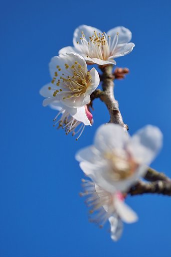 あぁ梅が咲いとるな、と。