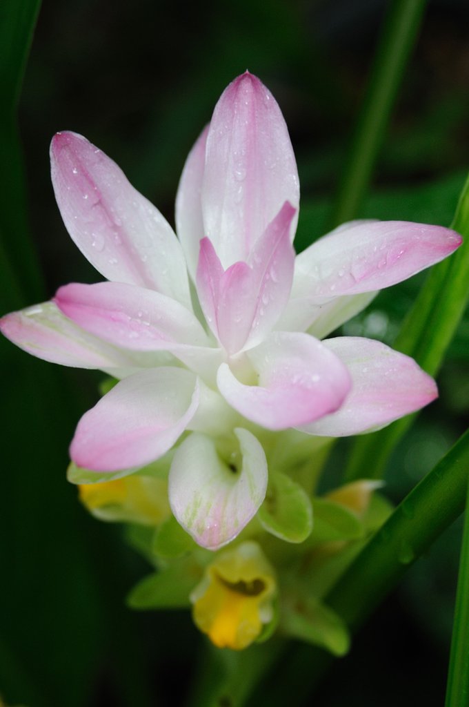 ウコンの花