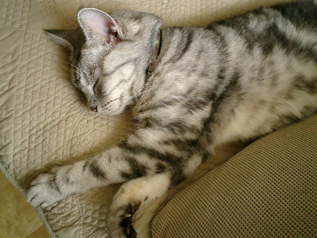 猫の額