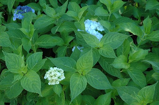 紫陽花もそろそろぉ〜：