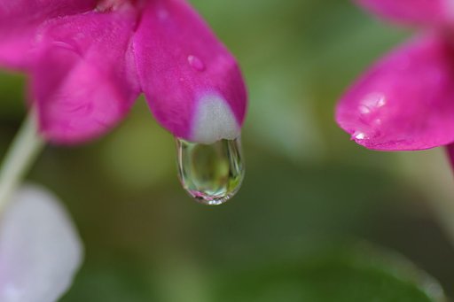 しずく・・・