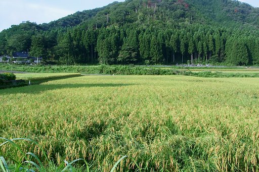 コシヒカリはもうすぐ稲刈り？