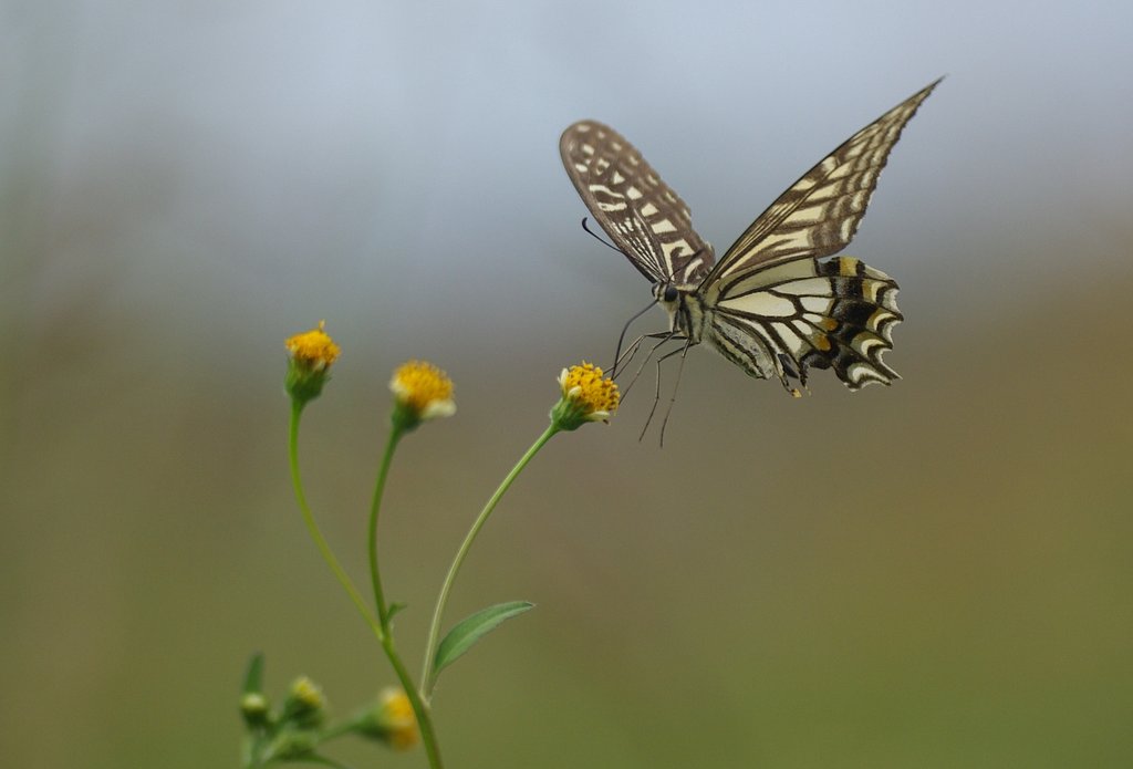 【瞬】　フワリ、蜜見っけ〜