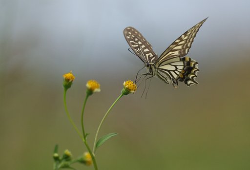 【瞬】　フワリ、蜜見っけ〜