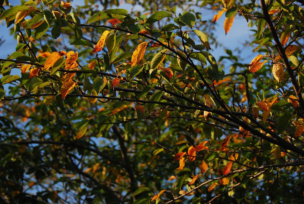 早くも紅葉？