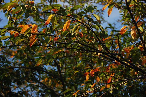 早くも紅葉？