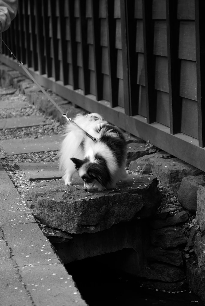 朝日の中で（フンフン）