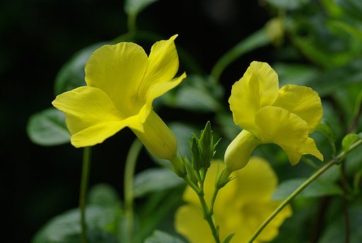 黄色の輝き
