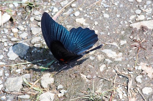 「瞬」クロアゲハ