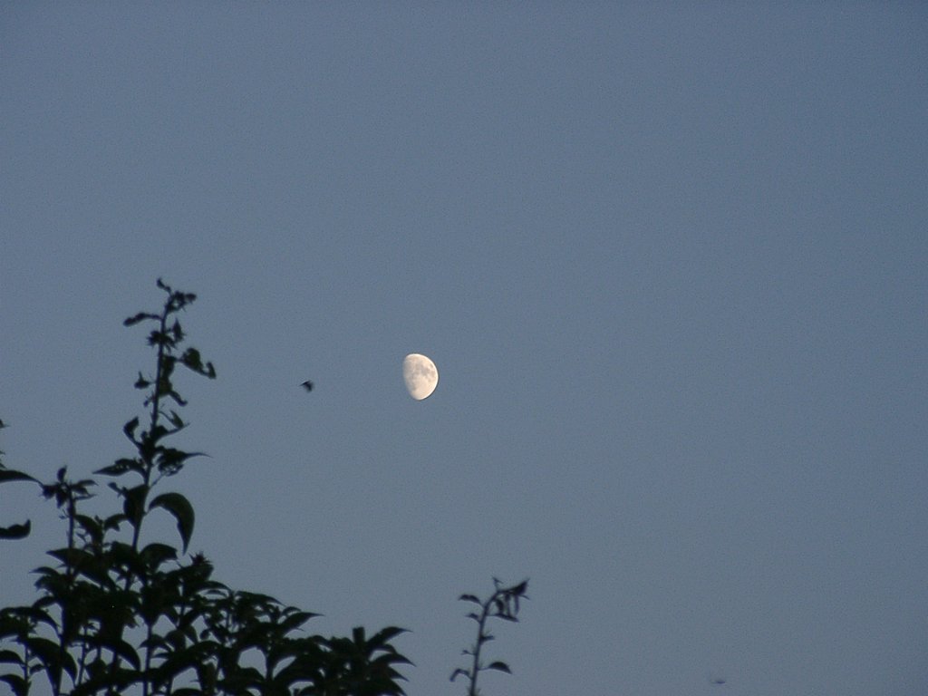 月