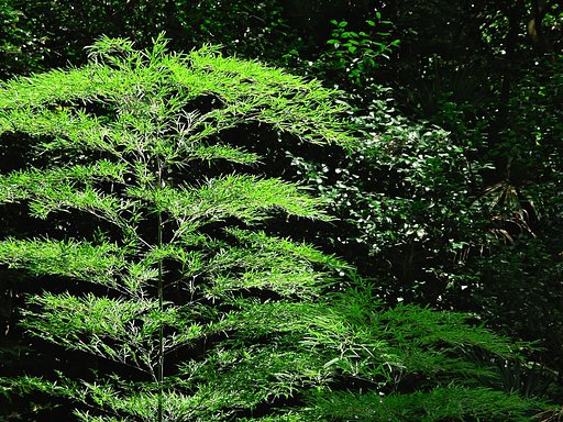 真夏の発光植物