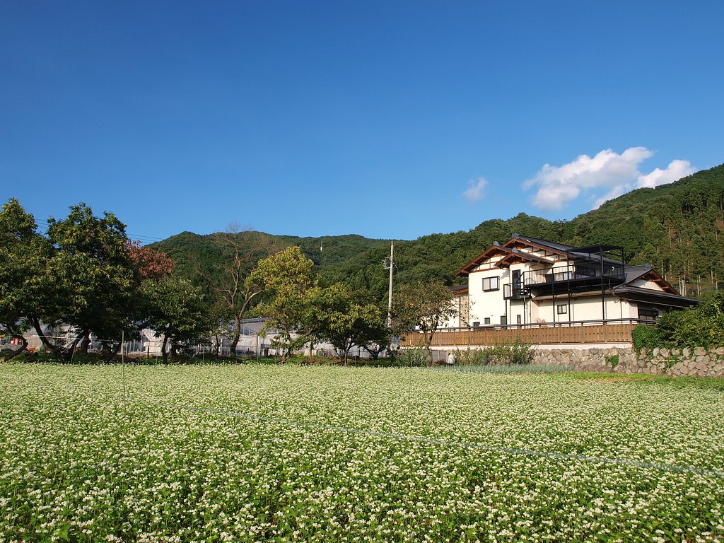 そばの花